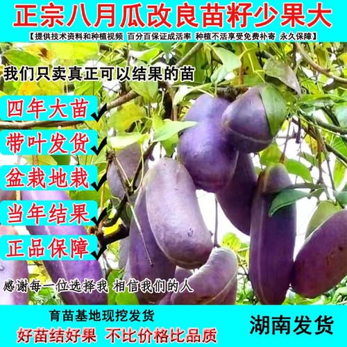 正宗无籽八月瓜苗少籽八月瓜树苗