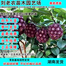 正宗黑老虎树苗改良布福娜水果爬藤南北方庭院常绿四季 种果苗