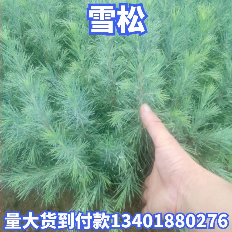 雪松黑松苗白皮松黑松小苗雪松苗雪松树苗直销松树苗盆景造型苗子