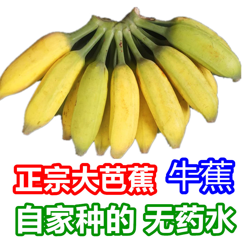 广西大芭蕉水果整箱10斤酸甜牛蕉牛角蕉巴焦大蕉土芭蕉巴蕉非米蕉