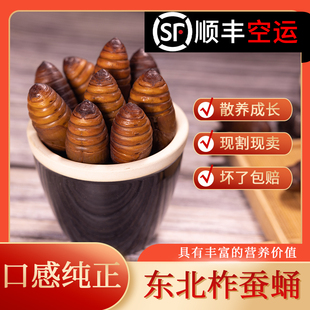 东北特产柞蚕蛹新鲜活蚕蛹大体黑蚕蛹二黄蛹大黄蛹活茧蛹蝉蛹
