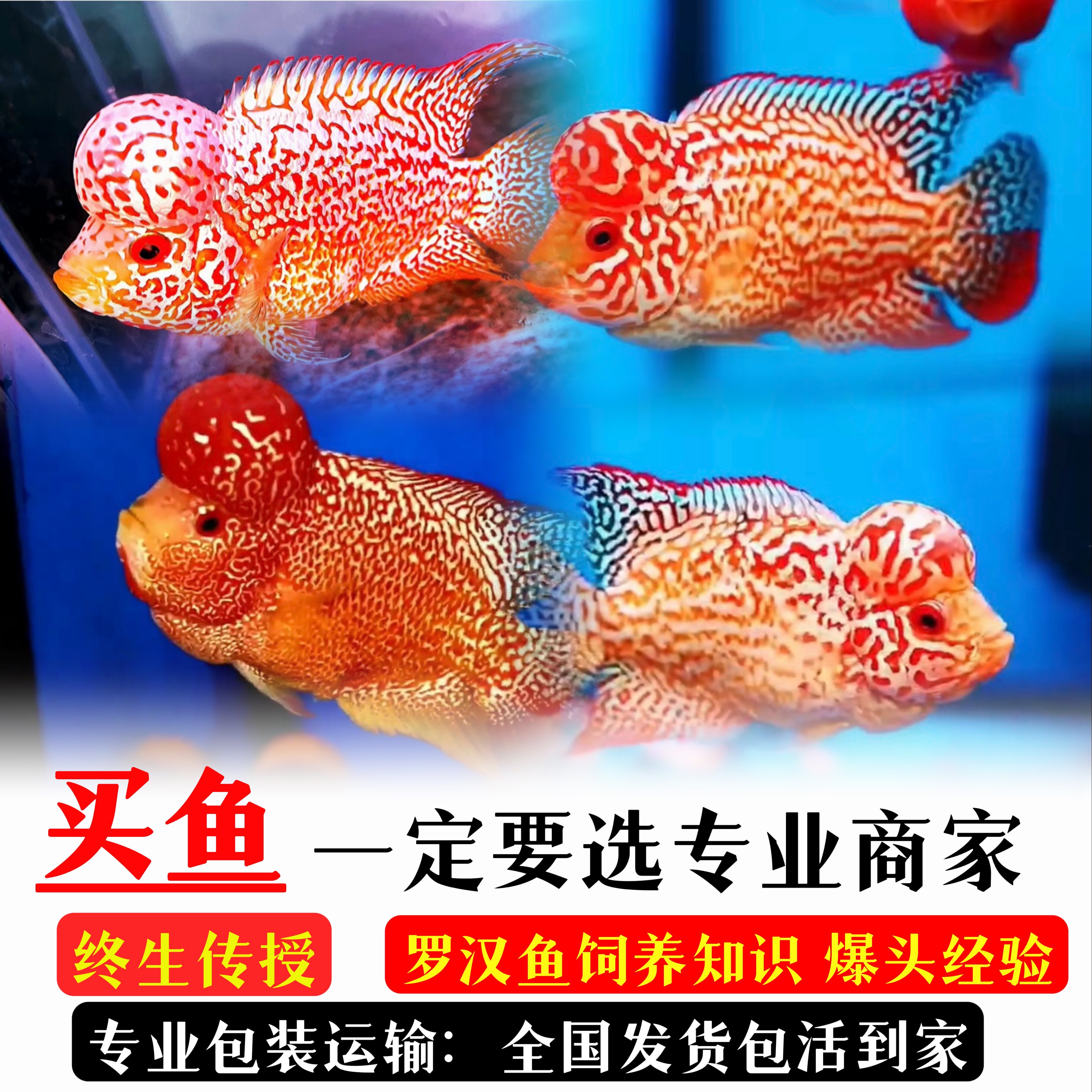 风水鱼鸿运当头红绣球爆头罗汉鱼