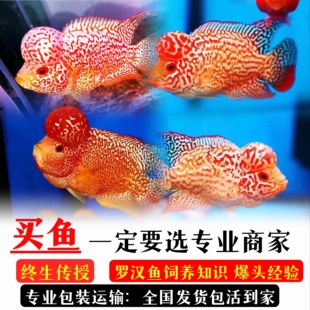 泰国罗汉鱼 风水鱼 金花 鸿运 红马 火凤凰 幻彩 亚成成 起头包活