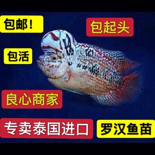 泰国罗汉鱼苗 起头 火凤凰鱼苗 泰金鱼苗 红德萨鱼苗 成鱼 观赏鱼