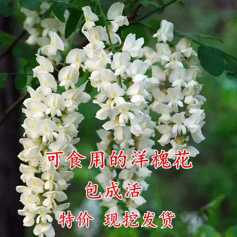 洋槐树苗 洋槐花树 庭院行道刺槐树槐树苗槐花树苗槐树花苗可食用