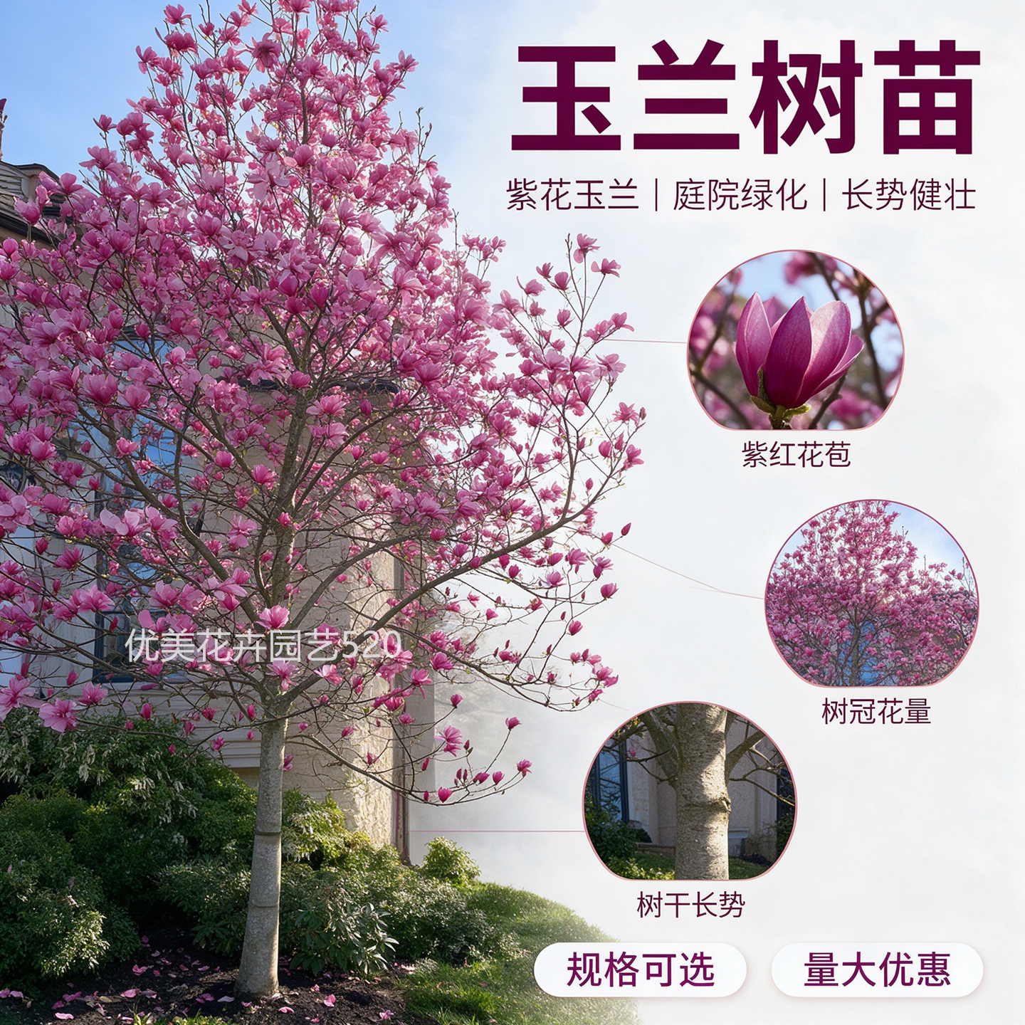紫玉兰树苗庭院种植室外耐寒抗冻地栽盆栽四季好养白黄玉兰花苗