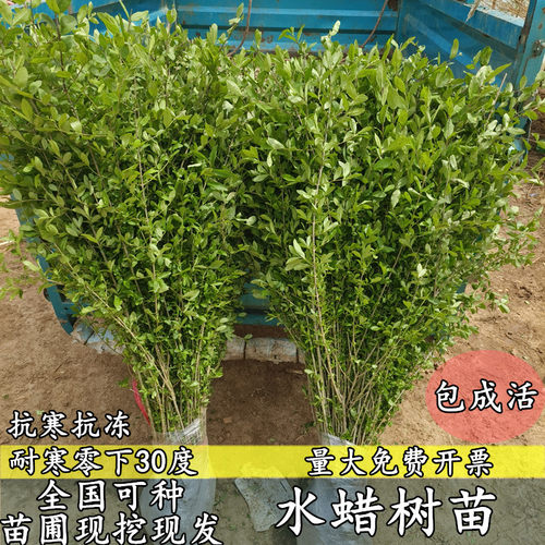 水蜡树苗庭院绿篱耐寒耐旱植物