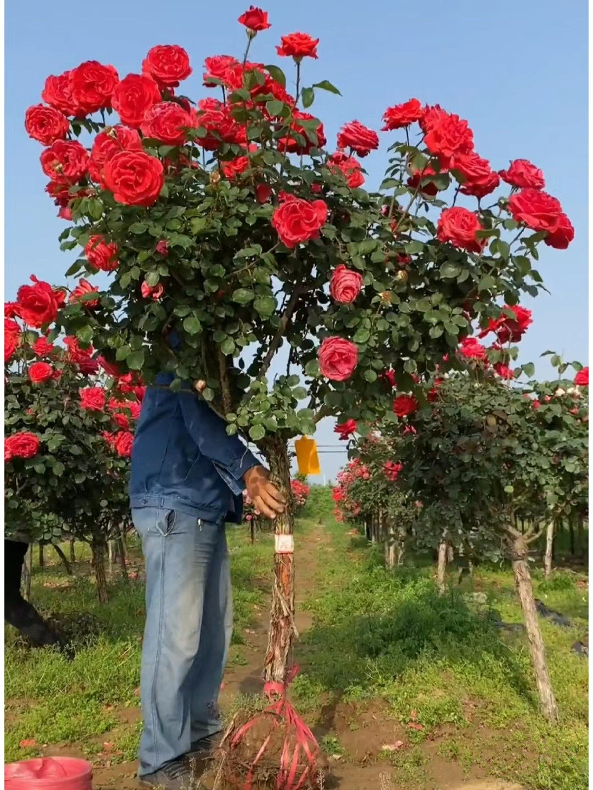 高档树桩月季花苗植物玫瑰大花浓香四季开花庭院别墅盆景树状月季