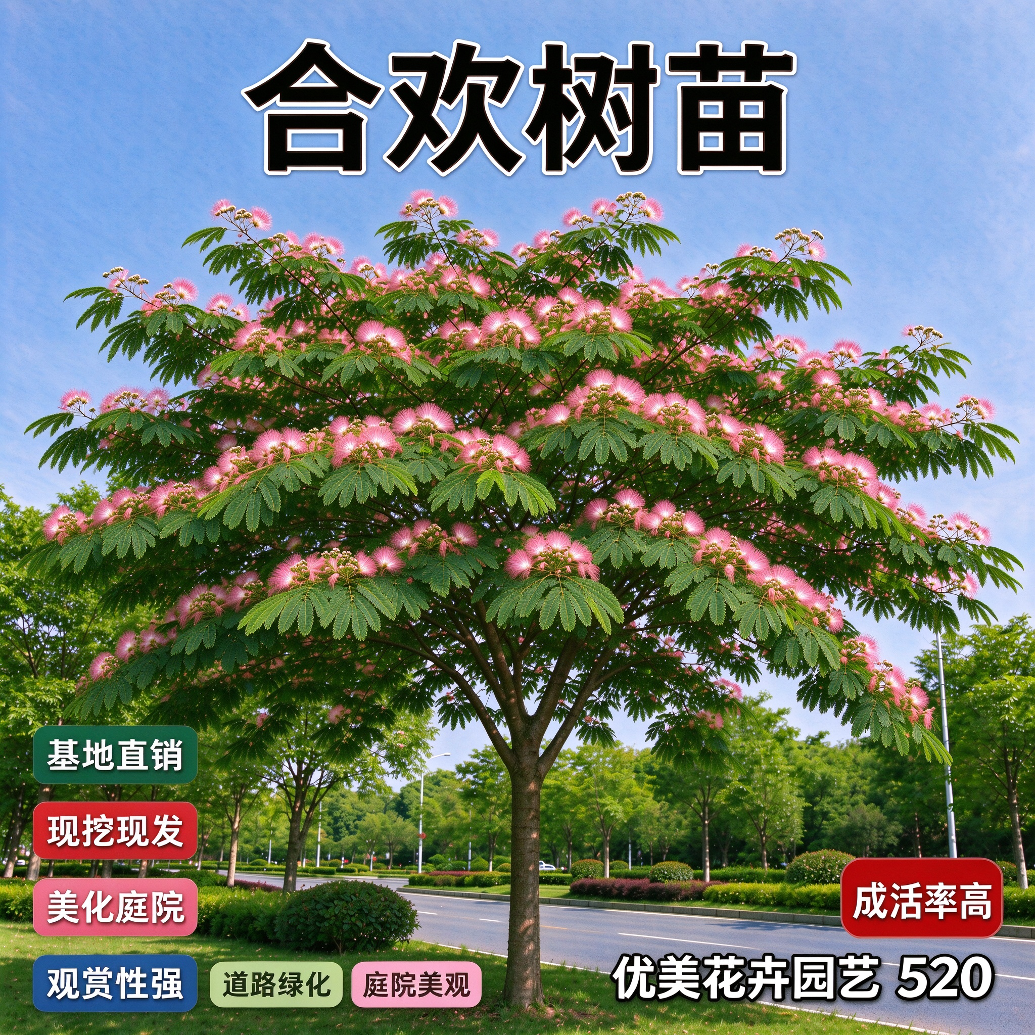 合欢树苗园林绿化工程苗庭院景观道路公园行道树观花乔木耐寒耐旱