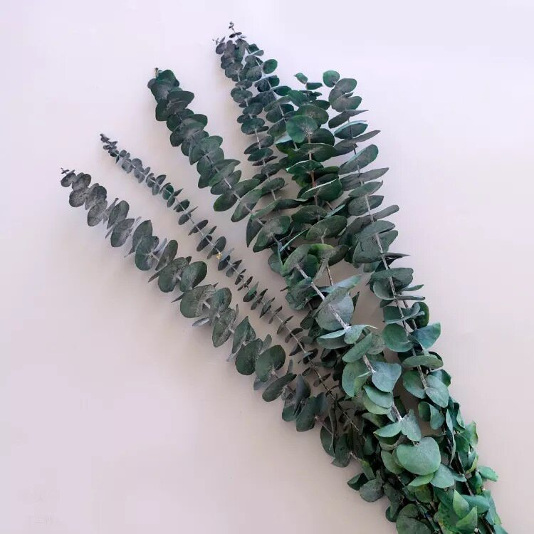 永生尤加利叶尤加利叶干花