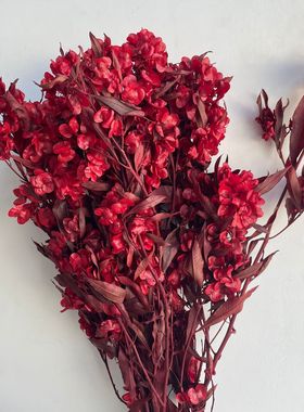 迎客豆永生花家居装饰摆件永生蝴蝶花【迎客豆】永生花材现货