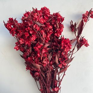 迎客豆永生花家居装饰摆件永生蝴蝶花【迎客豆】永生花材现货