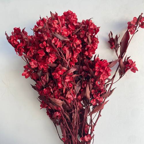 迎客豆永生花家居装饰摆件永生蝴蝶花【迎客豆】永生花材现货