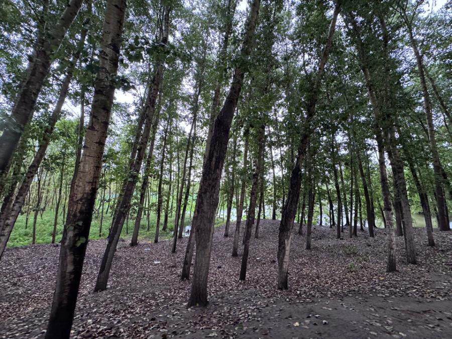 吉林省松原市前郭尔罗斯蒙古族自治县0.6公顷林地及鱼池使用权