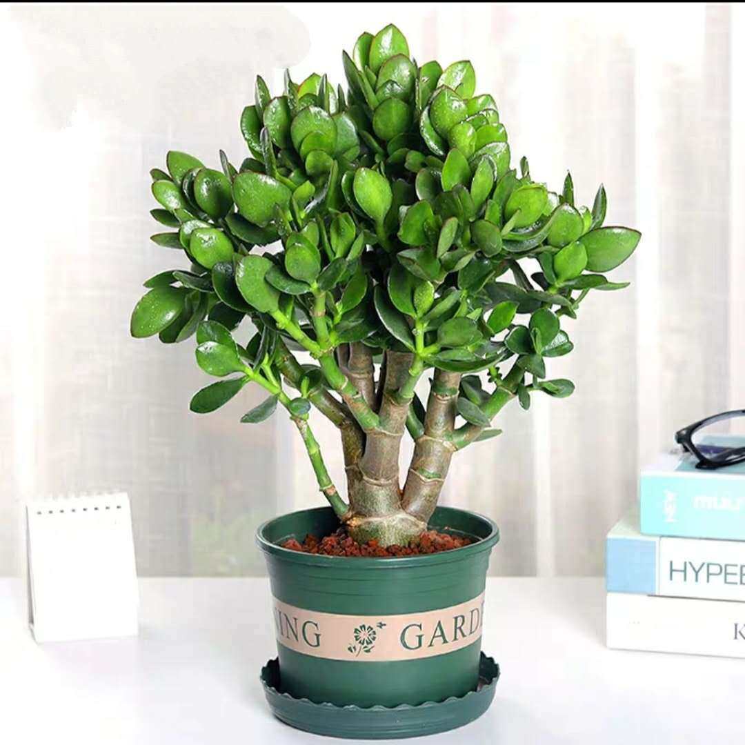 玉树盆栽苗燕子掌多肉植物树厚脸皮盆栽绿植金枝玉叶大叶玉树盆景