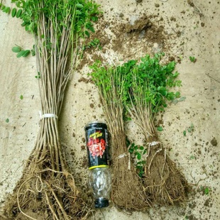 紫穗槐苗槐树苗基地防沙固沙护坡植物紫花苗刺槐树苗耐寒耐旱绿化