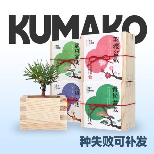 熊子植物园正版日式木盒桌面盆栽