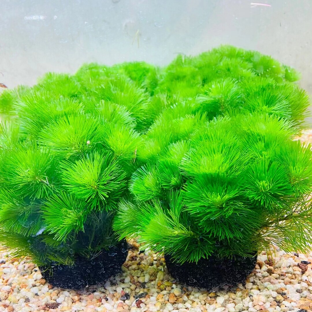 绿菊大坨水草植物鱼缸造景装饰阴性水草真草新手水草水榕莫斯套餐