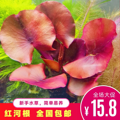 睡莲造景水草观赏好养
