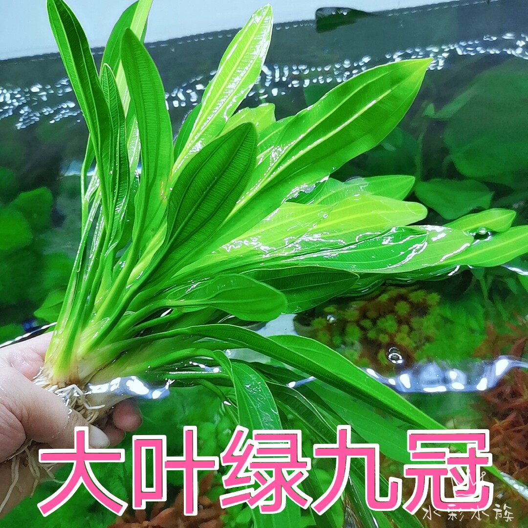 绿九冠后景前景造景新手易养迷你九冠赖养鱼缸阴性装饰有根包邮