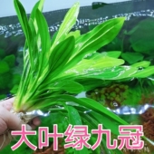 包邮 绿九冠后景前景造景新手易养迷你九冠赖养鱼缸阴性装 饰有根