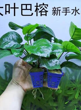 大叶巴榕水榕水草植物鱼缸造景真草绿植好养活新手火山石水榕水草