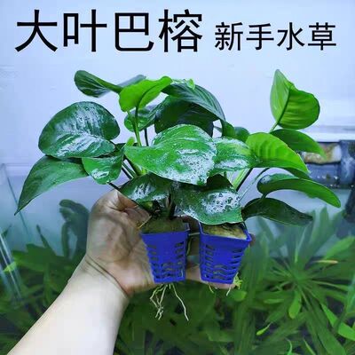 大叶巴榕水榕水草植物鱼缸造景真草绿植好养活新手火山石水榕水草