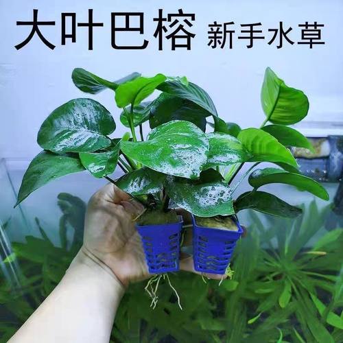 大叶巴榕水榕水草植物鱼缸造景真草绿植好养活新手火山石水榕水草