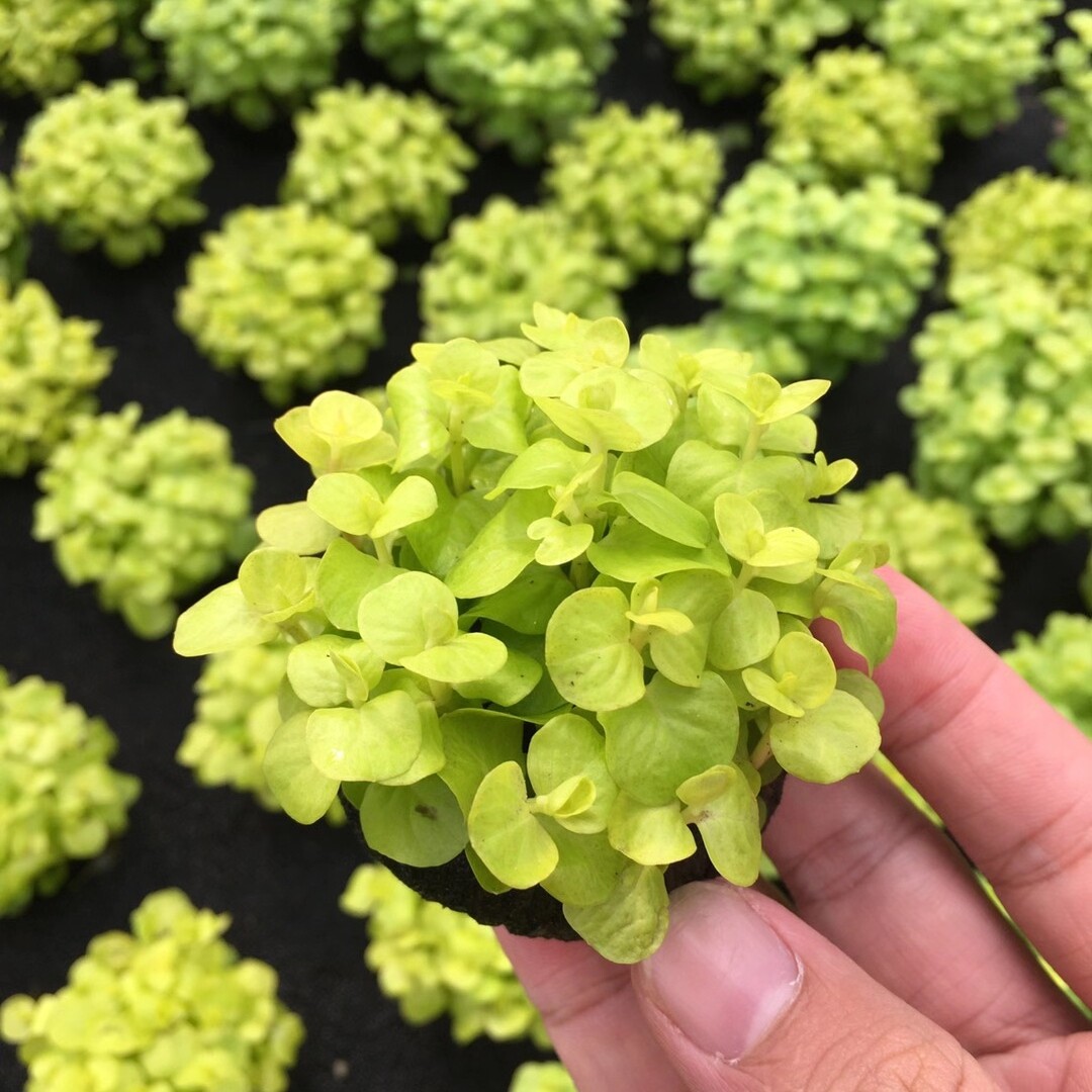 黄金钱小陀水草植物鱼缸造景装饰阴性水草真草新手水草水榕莫斯