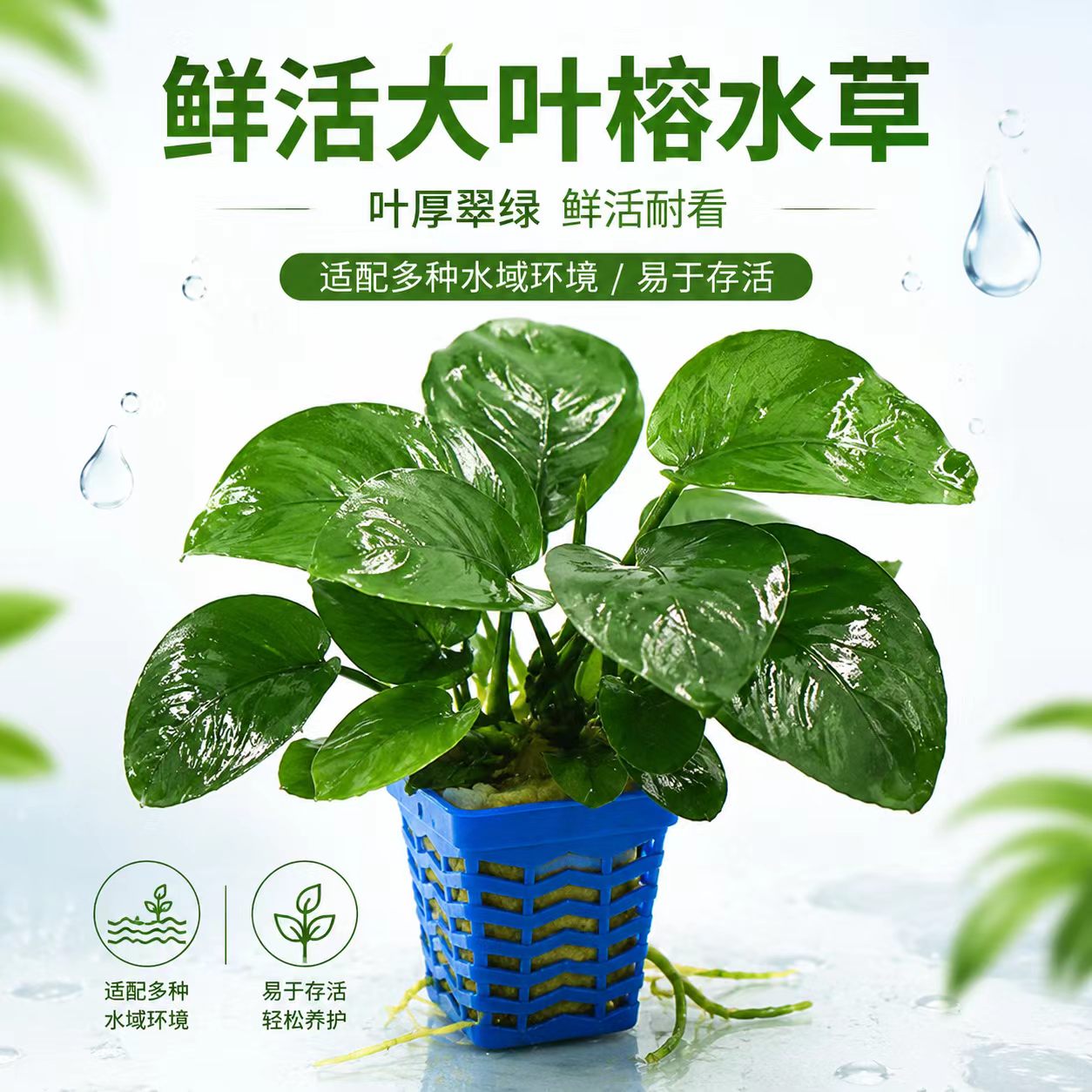大叶巴榕水榕水草植物鱼缸造景真草绿植好养活新手火山石水榕水草 - 实物图