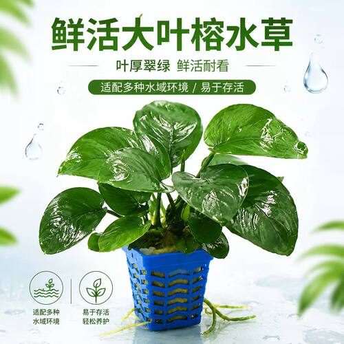 大叶巴榕水榕水草植物鱼缸造景真草绿植好养活新手火山石水榕水草