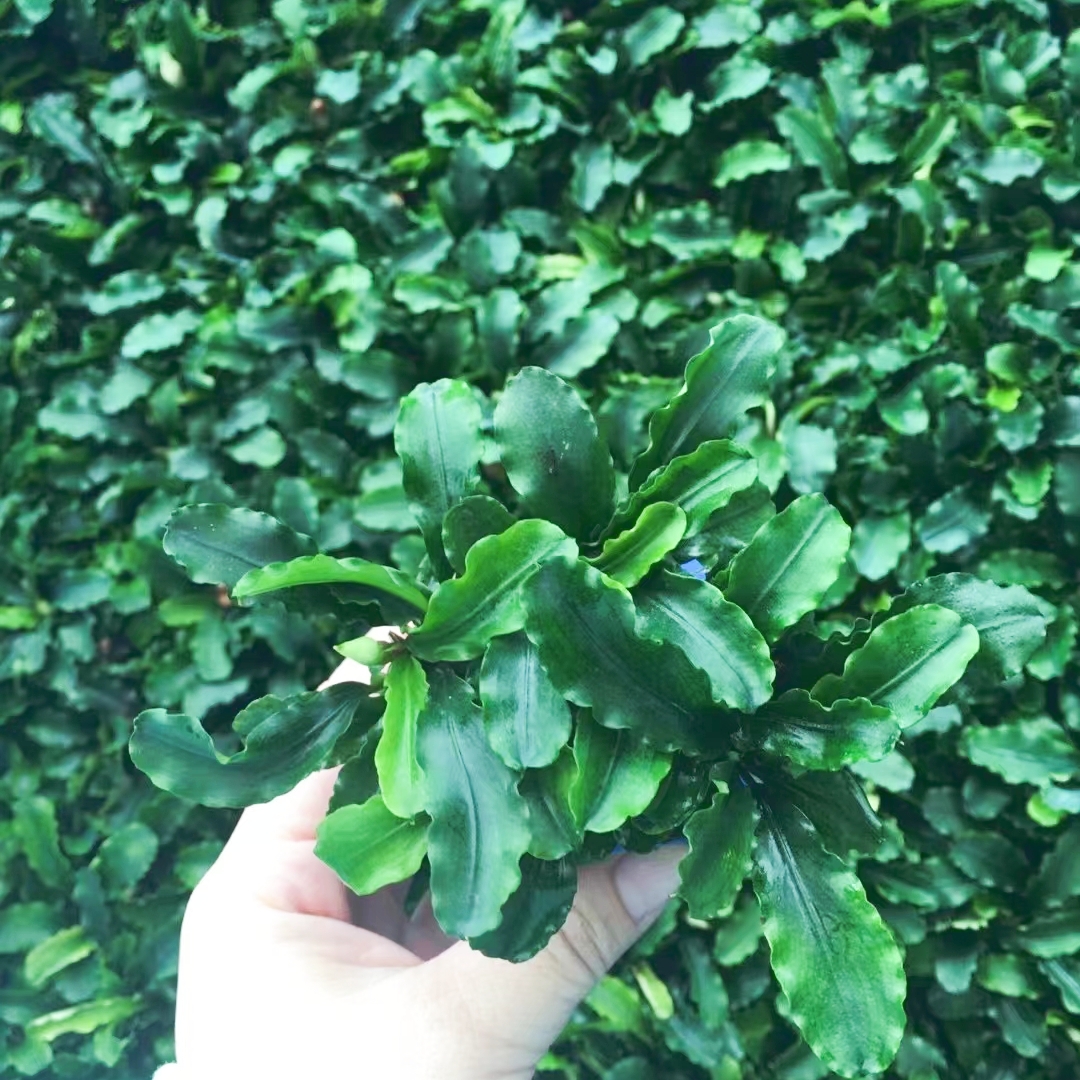水榕辣椒榕鱼缸造景观赏