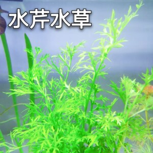 水芹水草鱼缸造景雷龙二氧化碳