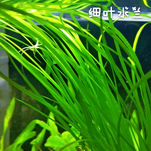 细叶水兰原生缸水草溪流缸造景无需二氧化碳新手水草鱼缸大水兰