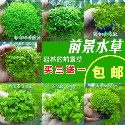 前景迷你爬地珍珠牛毛包邮水草
