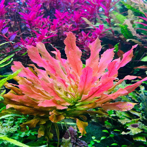 水彩水族观赏水草鱼缸造景
