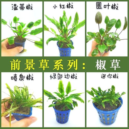 前景珍珠包邮阴性无需co2椒草