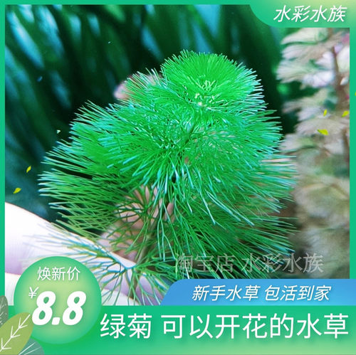 水草绿菊水草净水观赏性高