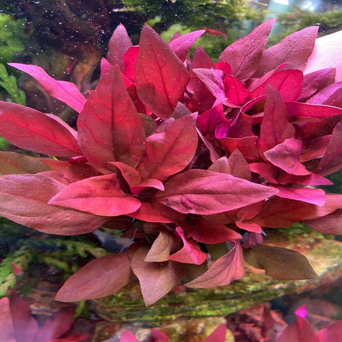 丹麦红玫瑰水草鱼缸观赏