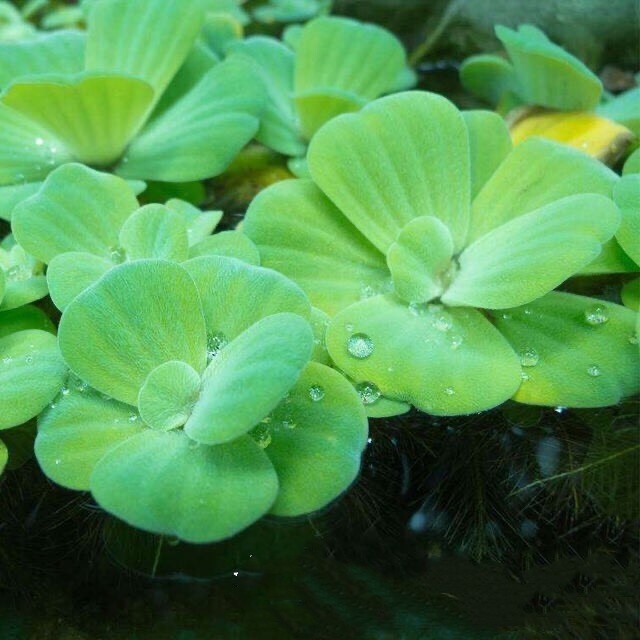 水芙蓉水草植物鱼缸造景装饰阴性水草真草新手水草水榕莫斯套餐