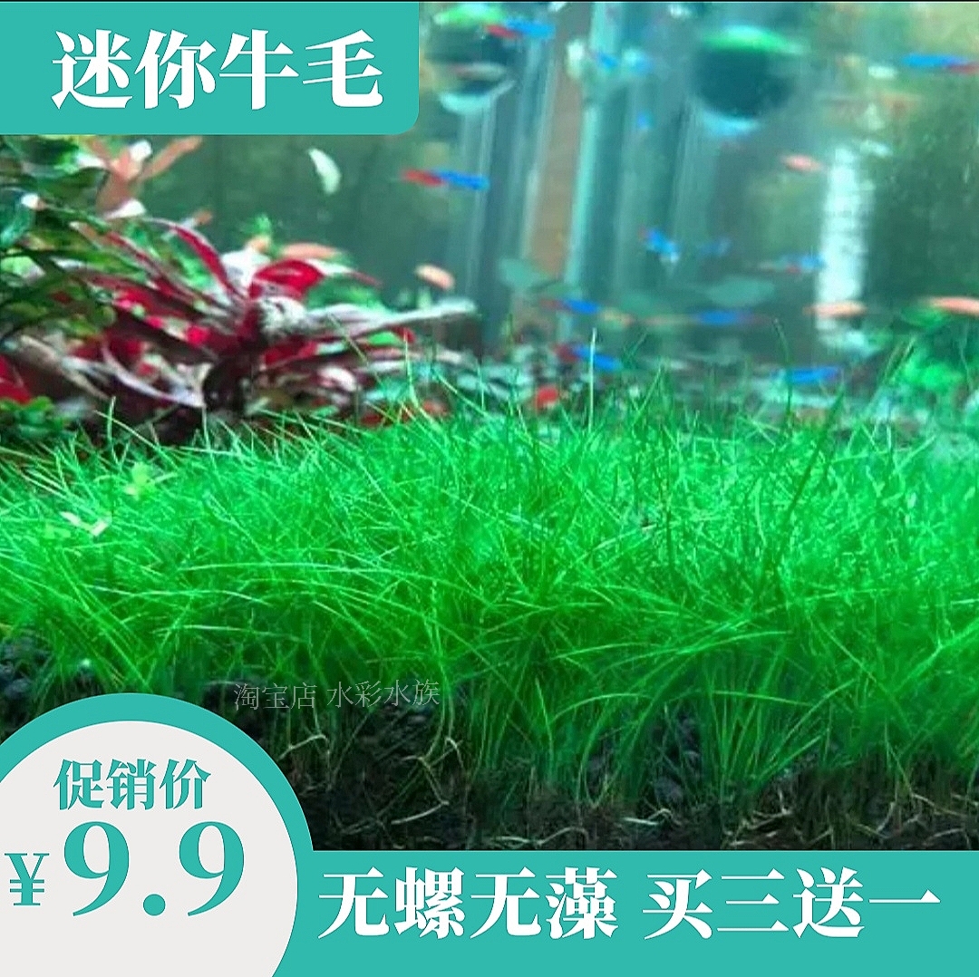 牛毛无菌杯水草好养前景水草造景