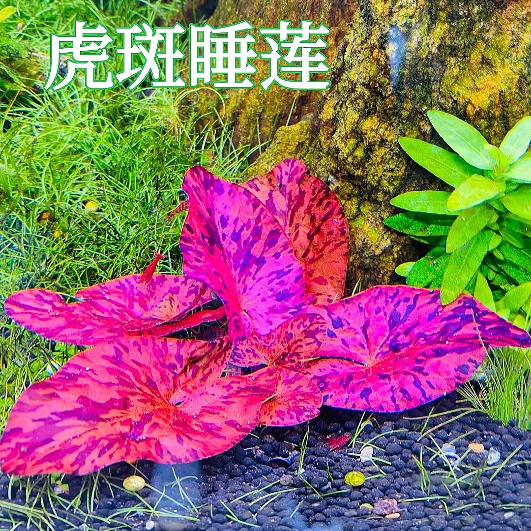 虎斑睡莲红虎真水草植物鱼缸造景淡水种子前景水草活体水下叶红草