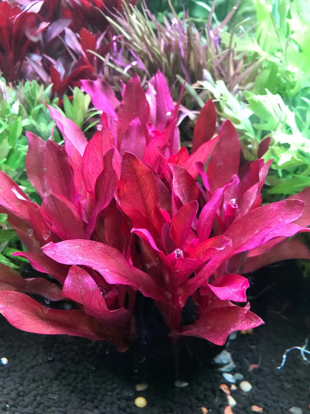 红柳红色水草中后景水草懒人新手水草鱼缸造景装饰水族箱观赏坨草