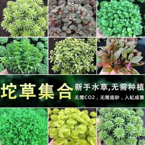 前中后景爬地珍珠赖养包邮水草