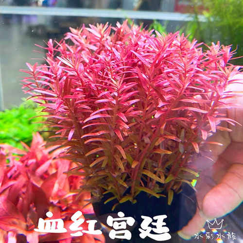宫廷红色水草新手造景养活无需