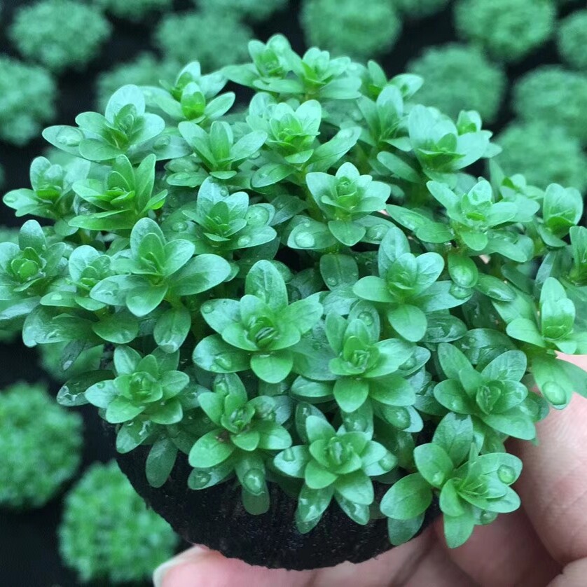牛顿小陀水草植物鱼缸造景装饰阴性水草真草新手水草水榕莫斯套餐