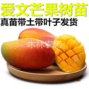 台湾爱文芒苗 爱文芒嫁接苗 大红芒果树苗盆栽果树 爱尔文欧文芒