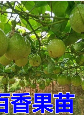 藤蔓盆栽百香果苗