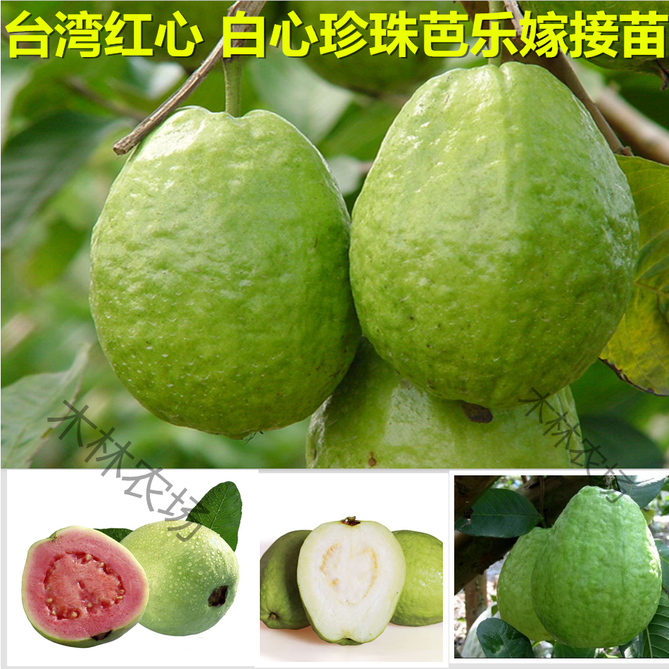 红宝石无籽芭乐苗番石榴嫁接树苗西瓜芭乐软红香芭乐当年四季结果