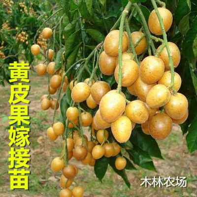 黄皮苗嫁接无核庭院水果黄皮苗